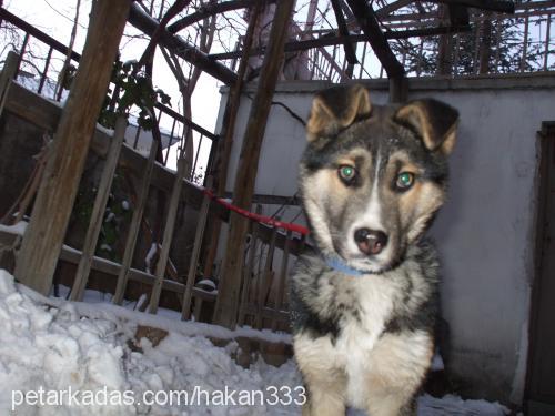 ares Erkek Sibirya Kurdu (Husky)