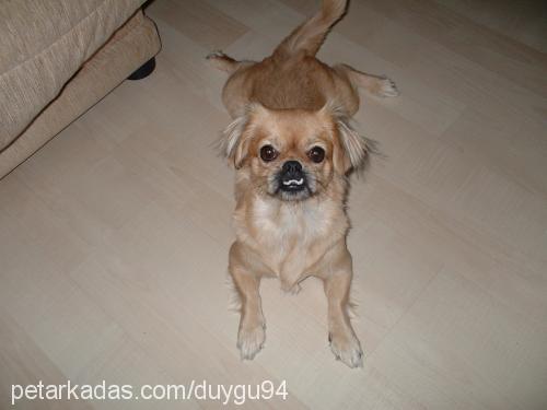 kimyon Dişi Tibetli Spaniel