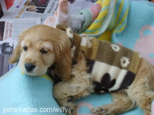 ada Dişi Amerikan Cocker Spaniel