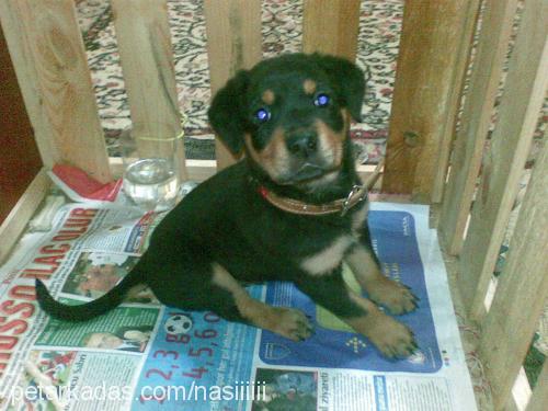 paşa Erkek Rottweiler