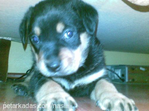 paşa Erkek Rottweiler