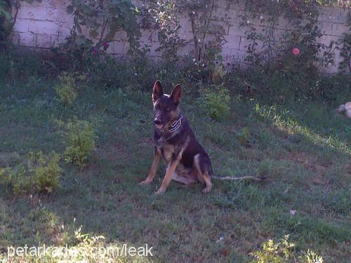 rojin Dişi Avustralya Çoban Köpeği