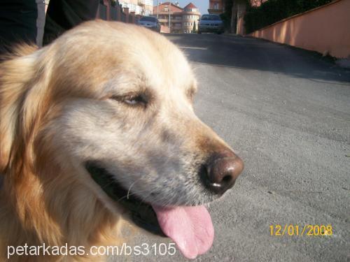 limon Erkek Golden Retriever