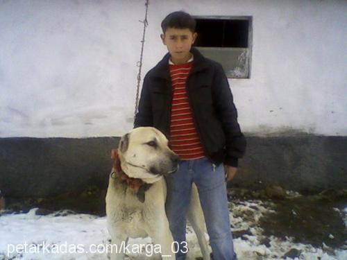 akkuş Erkek Kangal