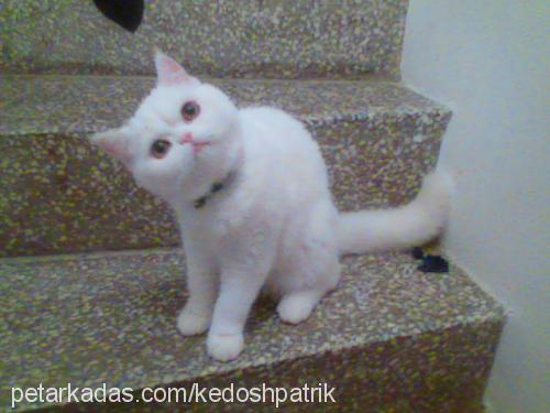 kedosh Erkek Exotic Shorthair