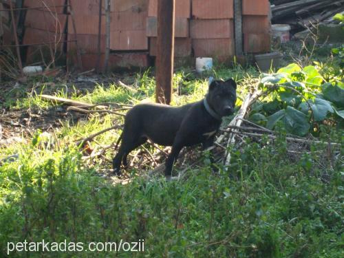 zeusss Erkek Staffordshire Bull Terrier