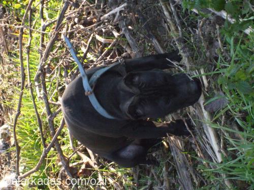 zeusss Erkek Staffordshire Bull Terrier