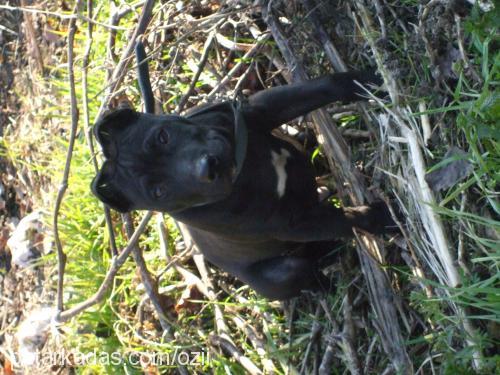 zeusss Erkek Staffordshire Bull Terrier