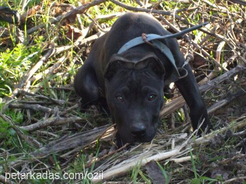 zeusss Erkek Staffordshire Bull Terrier