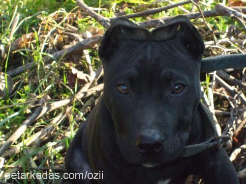 zeusss Erkek Staffordshire Bull Terrier