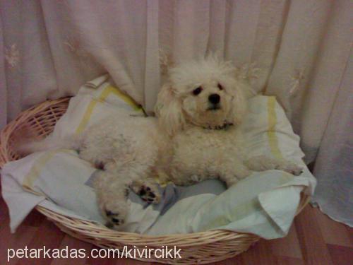 Şans Erkek Poodle (Standart Kaniş)