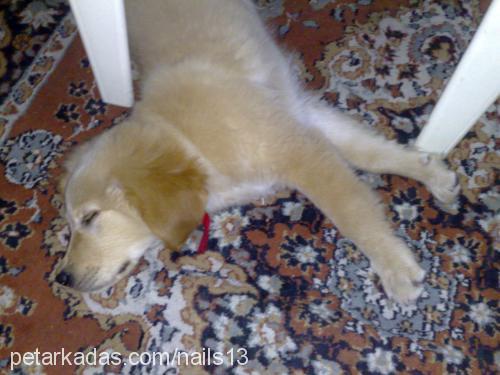 hamur Dişi Golden Retriever