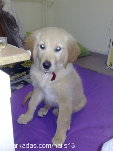 hamur Dişi Golden Retriever