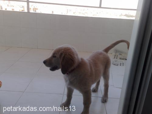 hamur Dişi Golden Retriever