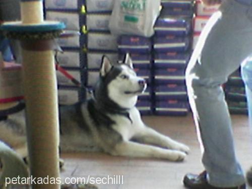 kurabiye Erkek Sibirya Kurdu (Husky)