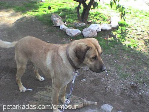 tosun Erkek Kangal