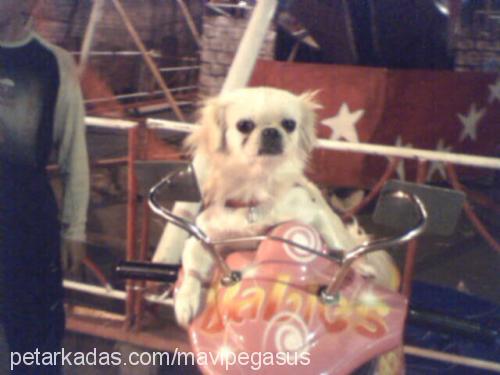 çeyrek Dişi Tibetli Spaniel