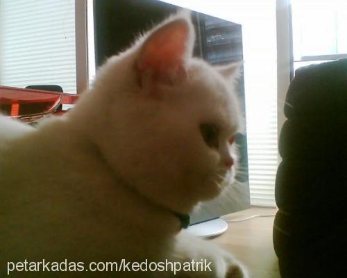 kedosh Erkek Exotic Shorthair