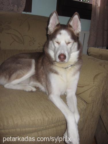 hera Dişi Sibirya Kurdu (Husky)