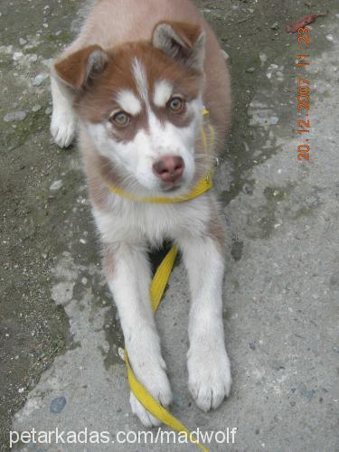 as Erkek Sibirya Kurdu (Husky)