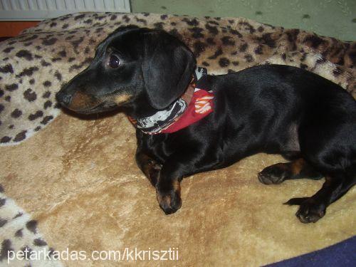 efi Dişi Dachshund