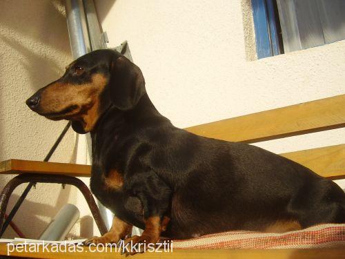 lola Dişi Dachshund