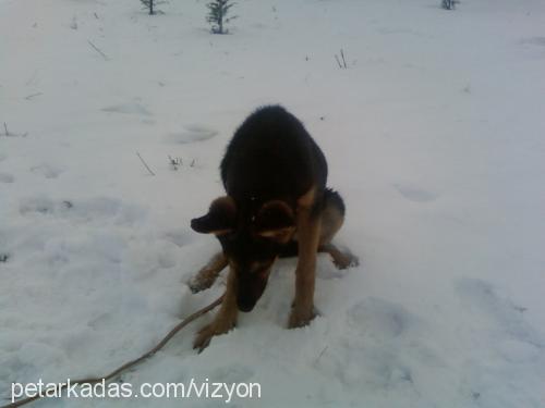 rÜzgar Dişi Alman Çoban Köpeği