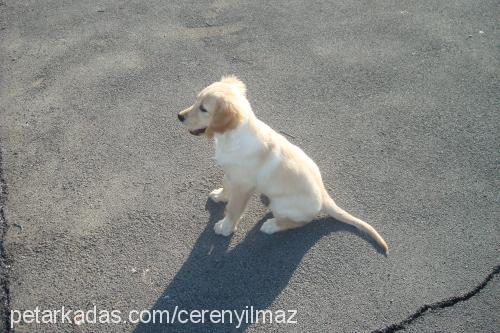 angel Dişi Golden Retriever