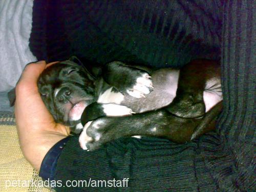 mex Erkek Amerikan Staffordshire Terrier