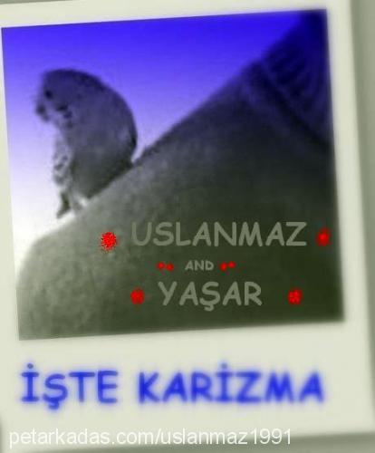 yaşar Erkek 