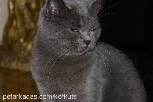 peri Dişi British Shorthair