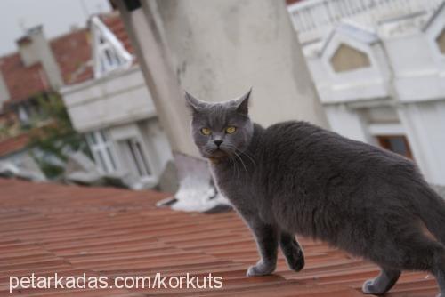 peri Dişi British Shorthair