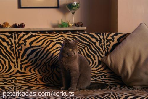 peri Dişi British Shorthair