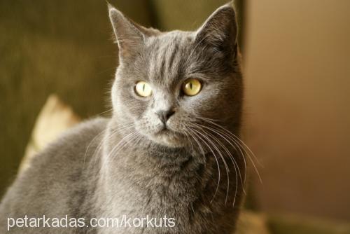 peri Dişi British Shorthair