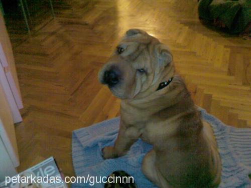 honey Dişi Çin Shar-Pei