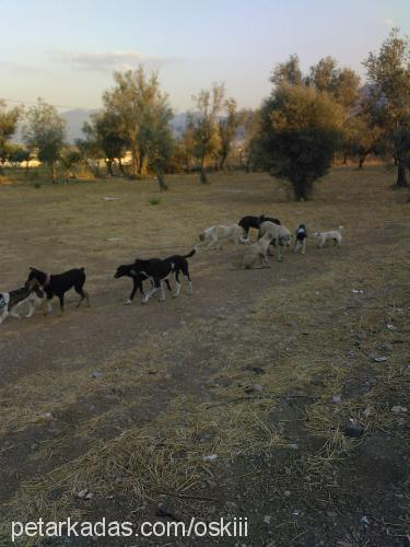 pantişş Dişi Russian Spaniel