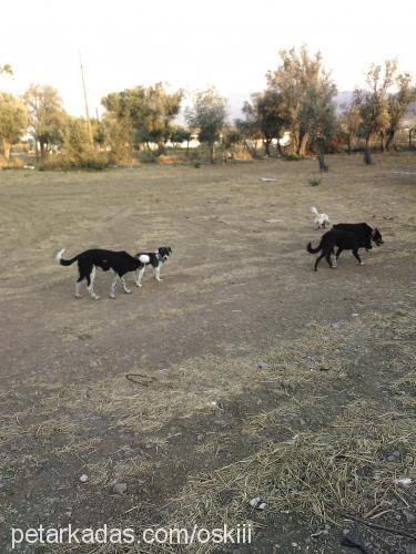 pantişş Dişi Russian Spaniel