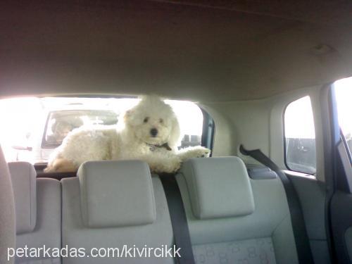 Şans Erkek Poodle (Standart Kaniş)