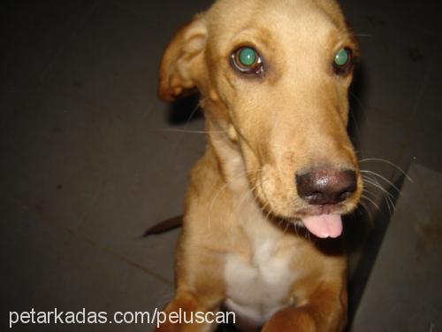 simbad Erkek İngiliz Cocker Spaniel