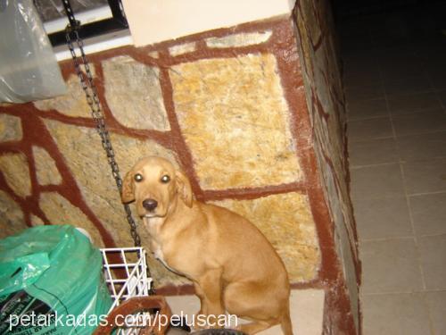 simbad Erkek İngiliz Cocker Spaniel