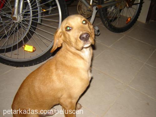 simbad Erkek İngiliz Cocker Spaniel