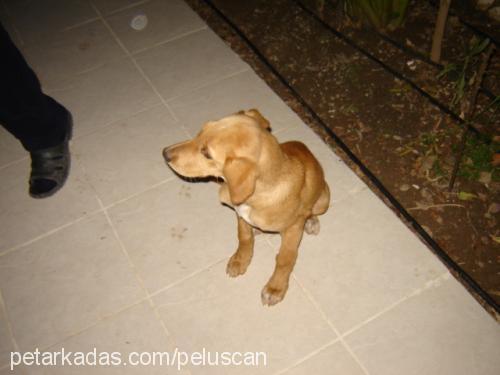 simbad Erkek İngiliz Cocker Spaniel