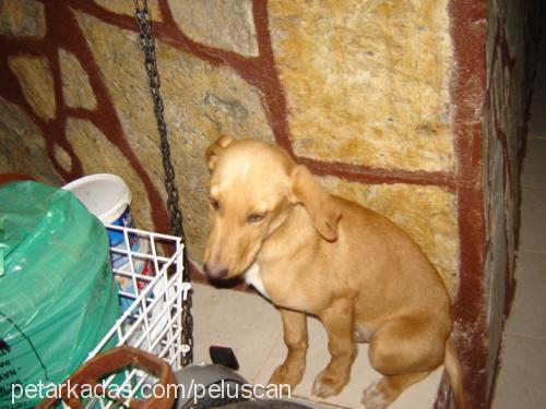 simbad Erkek İngiliz Cocker Spaniel