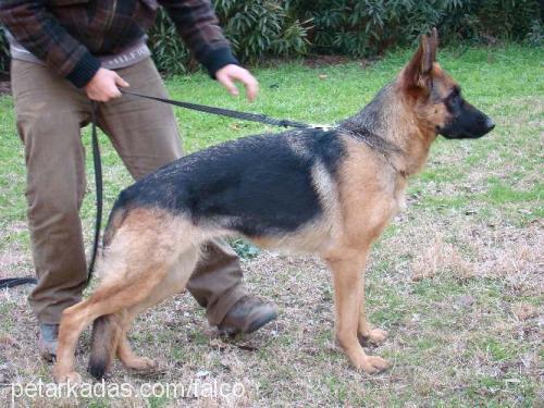 inci von sadagh Dişi Alman Çoban Köpeği