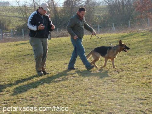 inci von sadagh Dişi Alman Çoban Köpeği