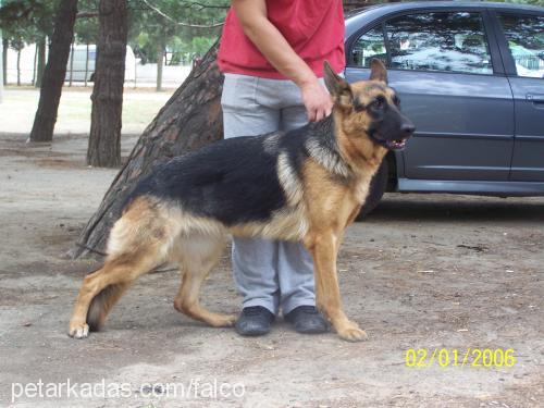 inci von sadagh Dişi Alman Çoban Köpeği