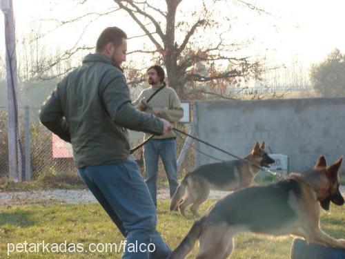 inci von sadagh Dişi Alman Çoban Köpeği