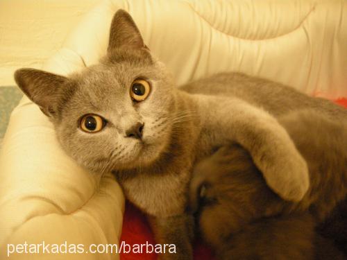 barbara Dişi British Shorthair