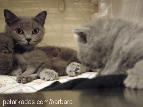 barbara Dişi British Shorthair