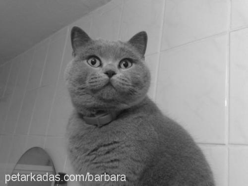 barbara Dişi British Shorthair